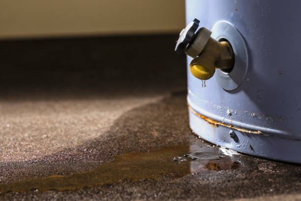 Best Professional water damage repair  in Rice Lake, MN